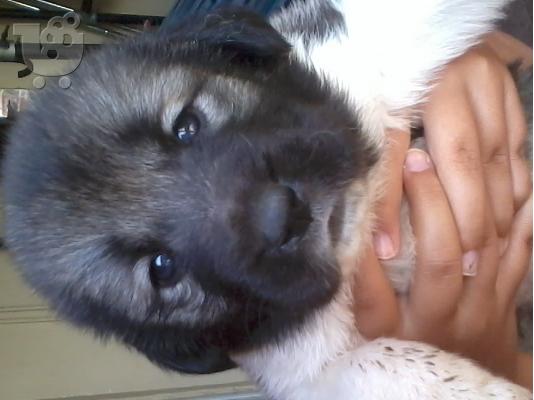 koutavia kentrikis asias